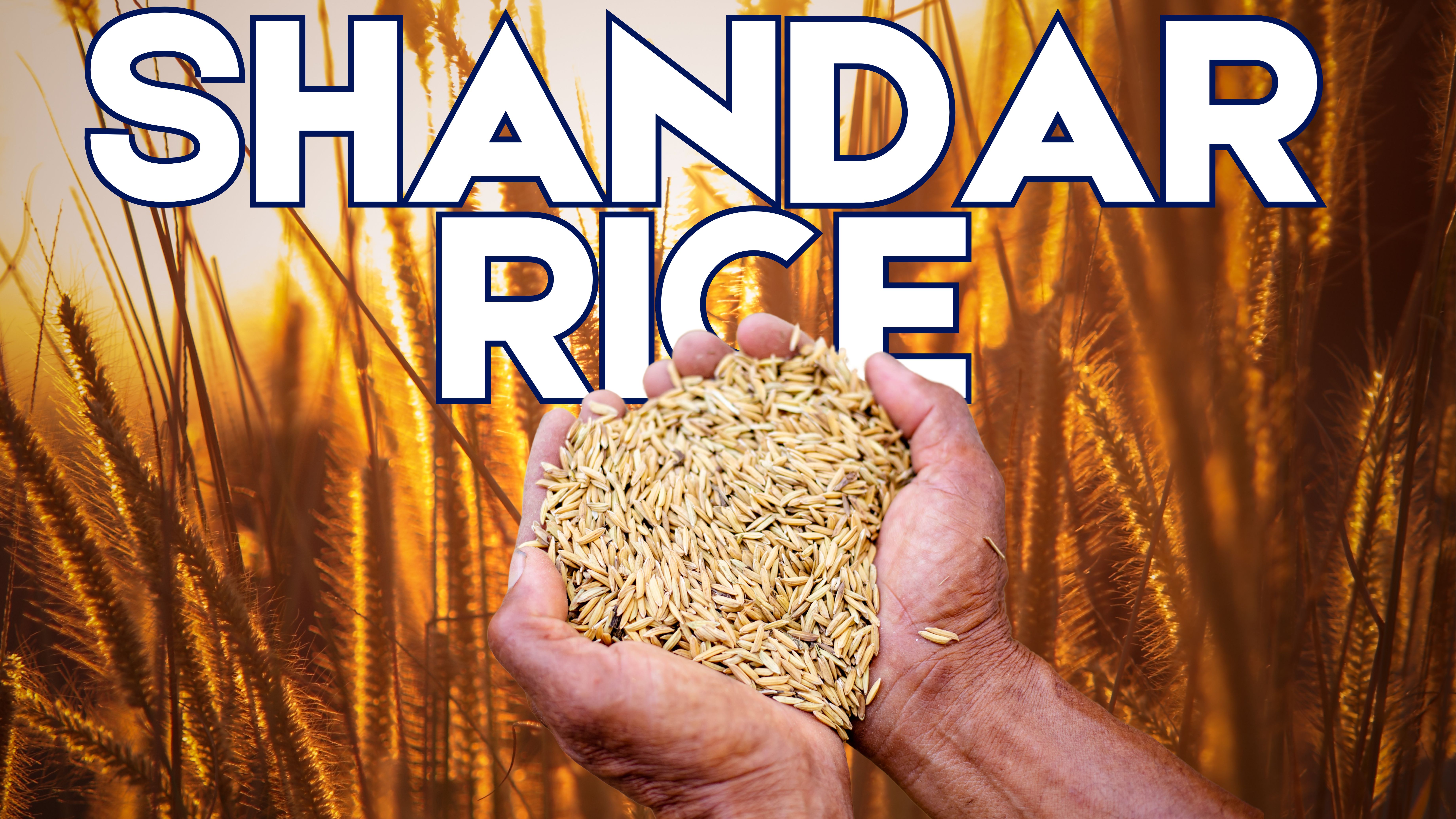 Rice Field